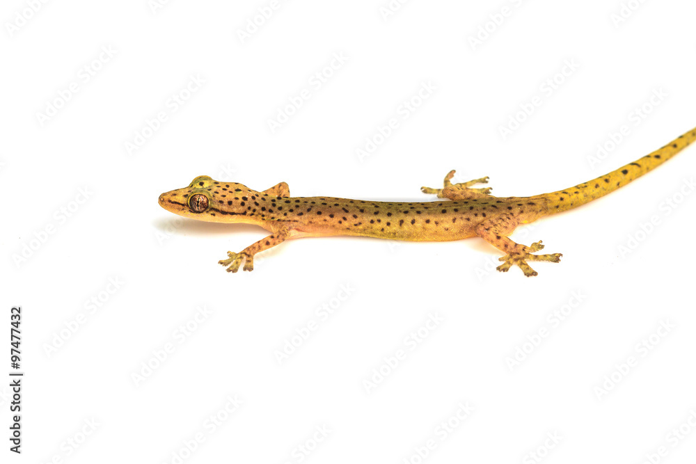 Obraz premium Gecko lizard isolated on white