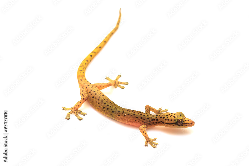 Naklejka premium Gecko lizard isolated on white
