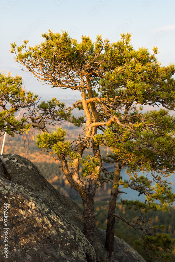 dwarf pine trees growing out of the rock in yastuschi Arakulsky Sheehan