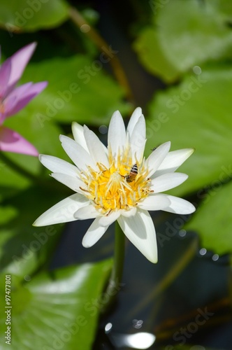 white lotus flower in fish pond