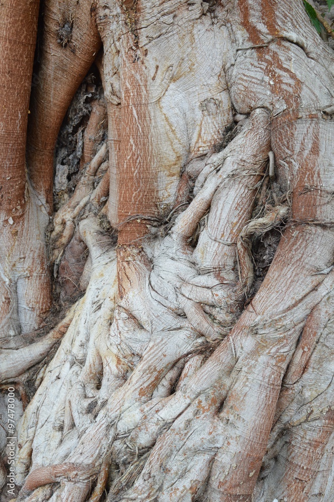 dry bark bodhi tree texture