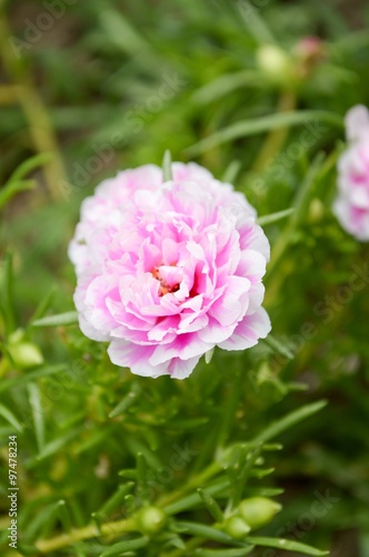 pink pusley flower in garden   portulaca oleracea