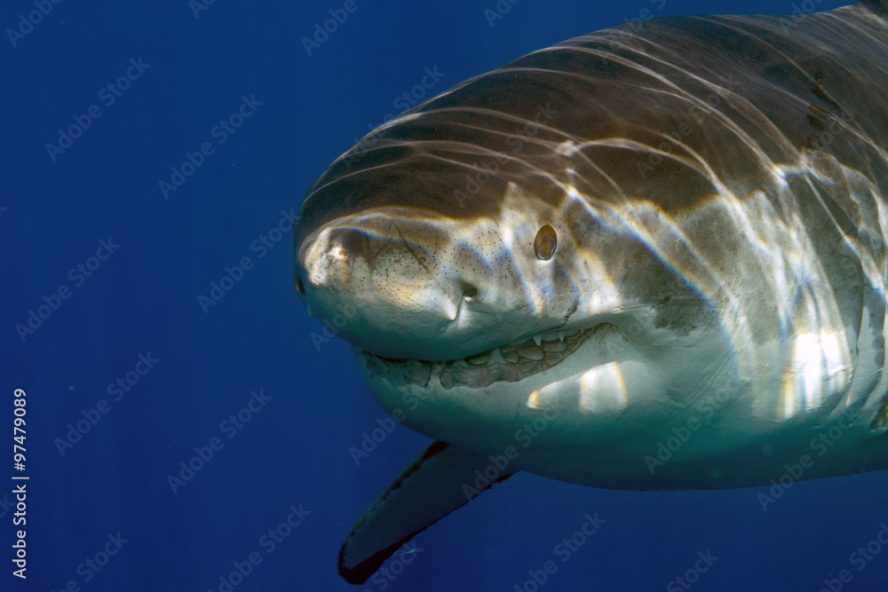 Obraz premium Great White shark ready to attack