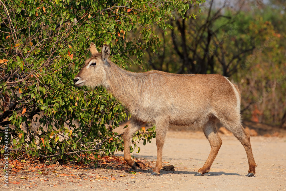 Female waterbuck antelope (Kobus ellipsiprymnus), Kruger National Park, South Africa Female waterbuck antelope (Kobus ellipsiprymnus), Kruger National Park, South Africa