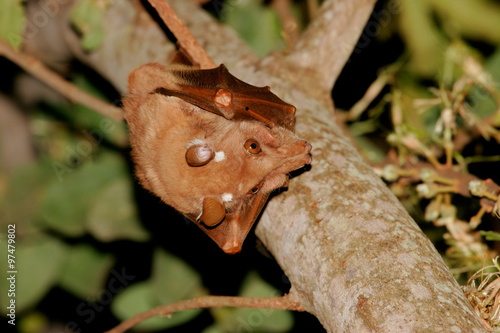 Gambian epauletted fruit bat (Epomophorus gambianus), Kruger National Park, South Africa photo