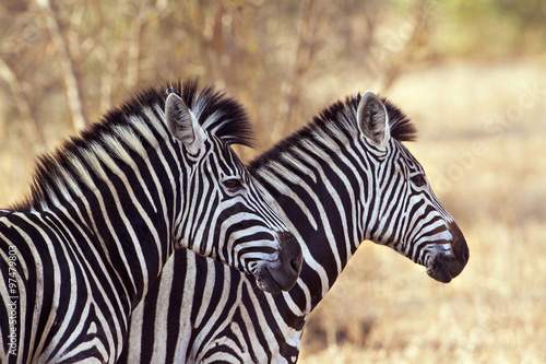 Burchell’s zebra in Kruger National park #97479803