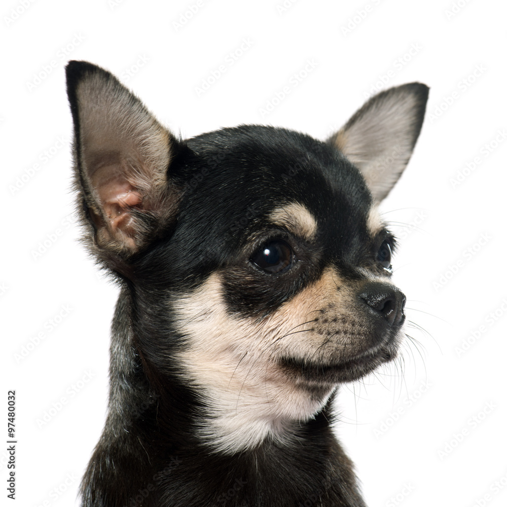 purebred puppy chihuahua purebred puppy chihuahua