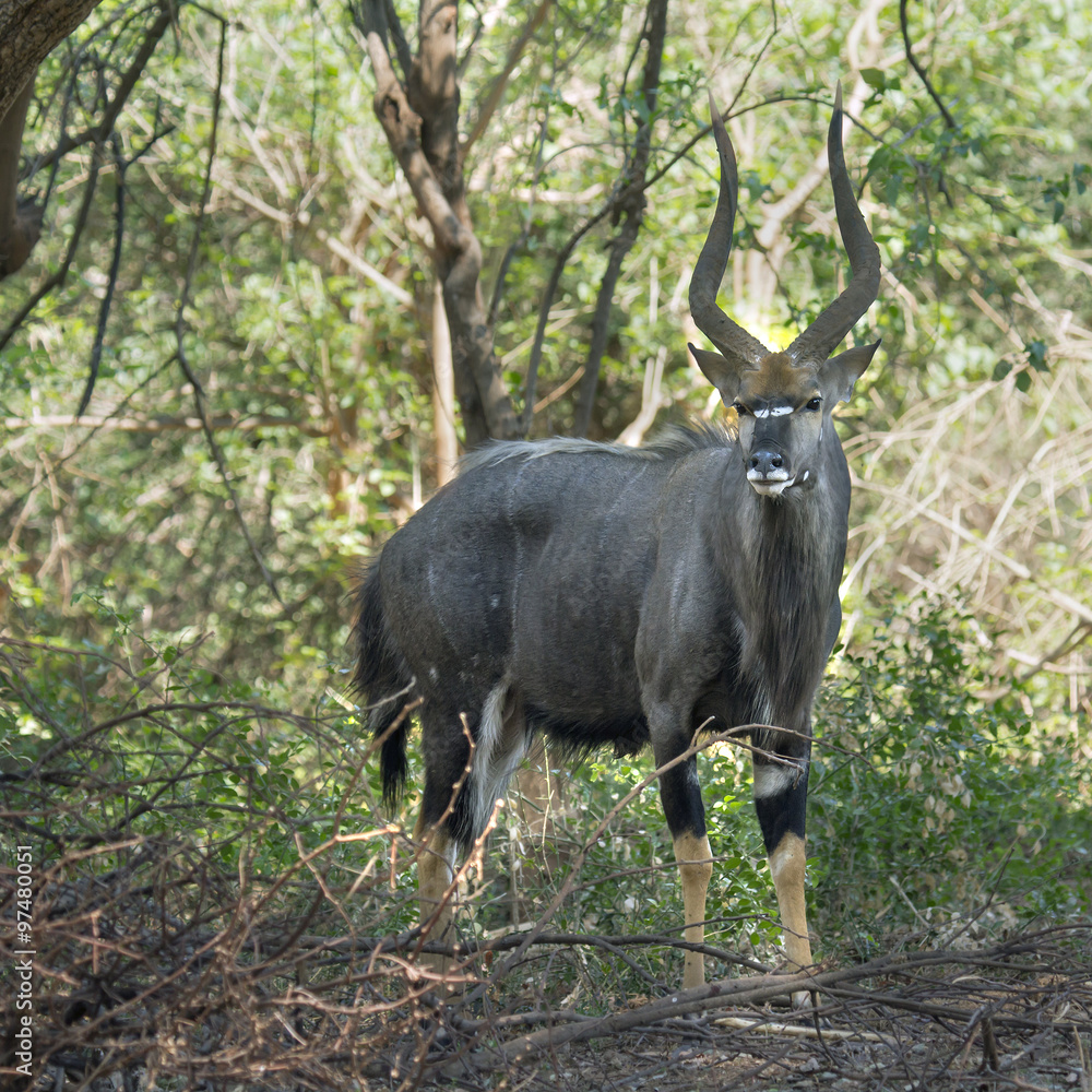 Nyala in Kruger National park Nyala in Kruger National park