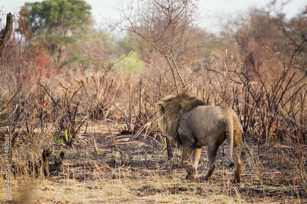 Fototapeta premium Lion in Kruger National park