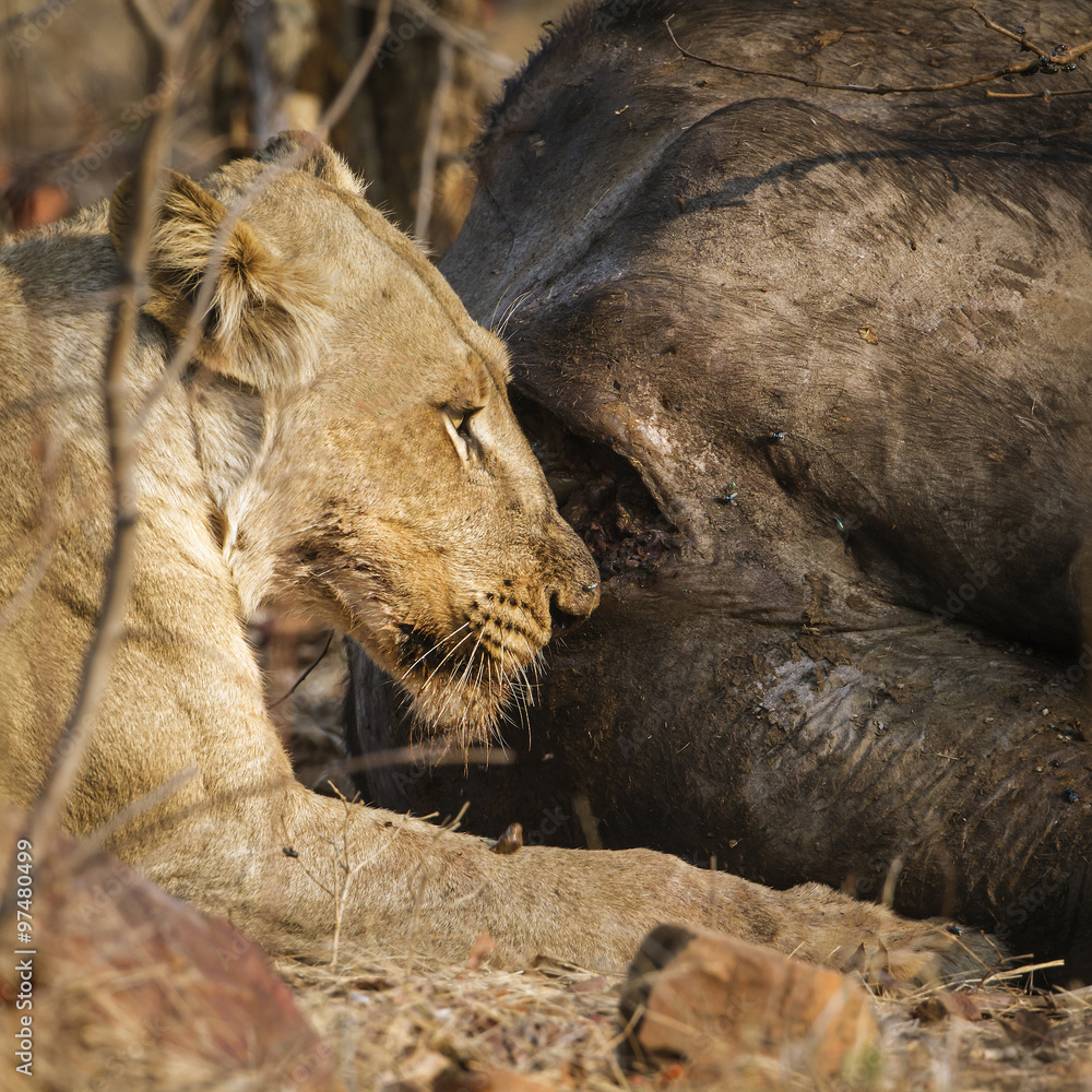 Naklejka premium Lion in Kruger National park