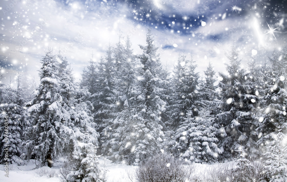 Winter landscape with snowy fir trees Winter landscape with snowy fir trees