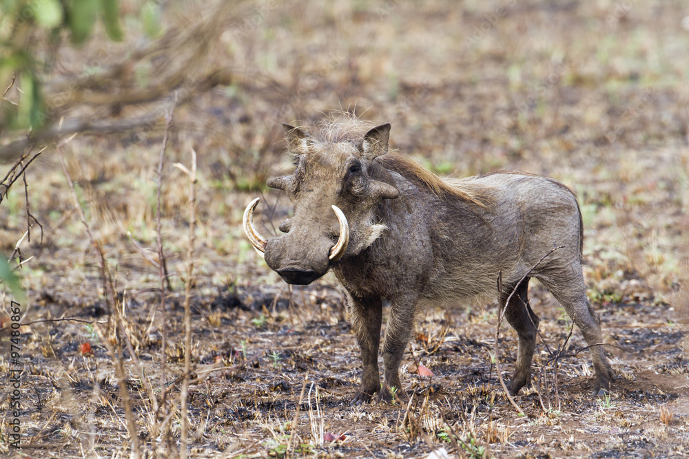 Fototapeta premium common warthog in Kruger National park