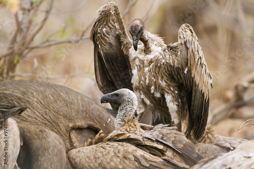 Cape vulture in Kruger National park