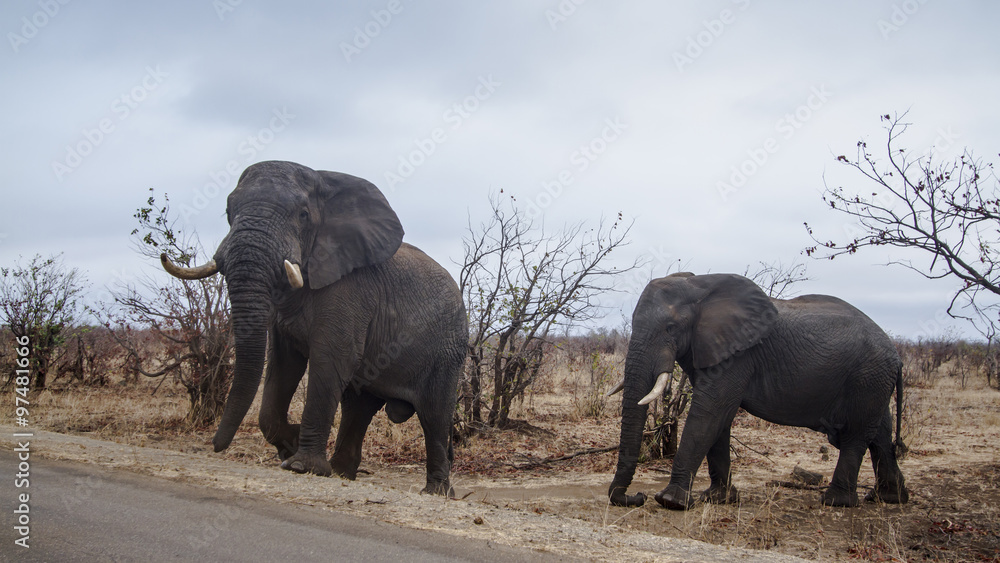 Fototapeta premium African bush elephant in Kruger National park