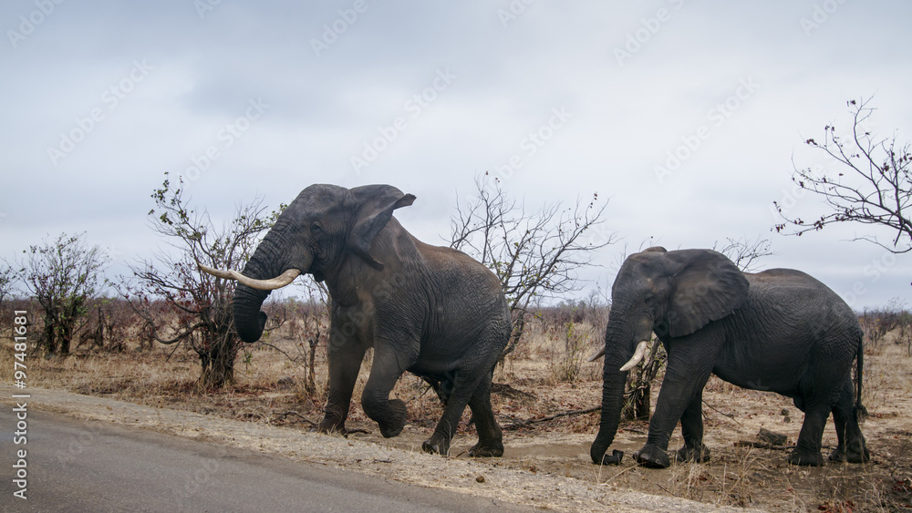 Obraz premium African bush elephant in Kruger National park