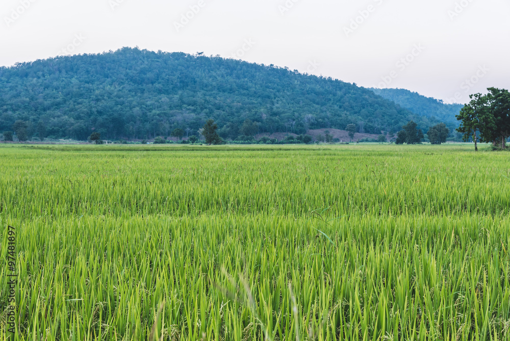 Rice field and mountain