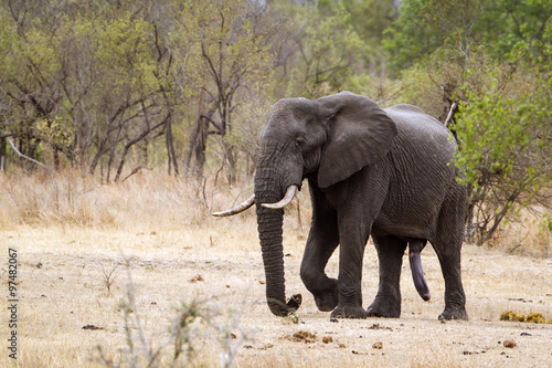 African bush elephant in Kruger National park