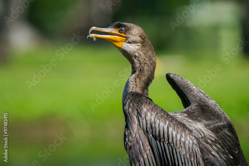 The Double-crested Cormorant photo