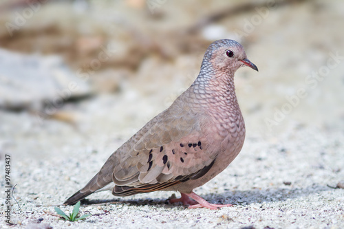 The Common Ground-Dove