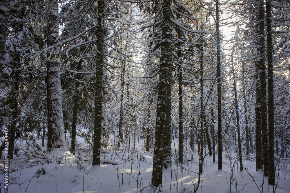 Fototapeta premium Зимний лес