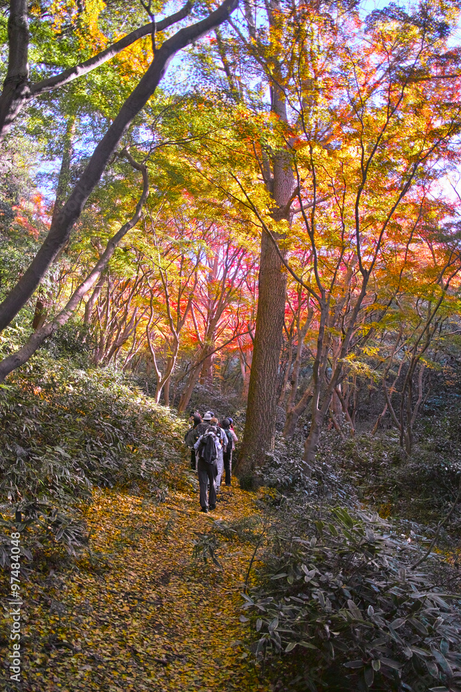 鎌倉の獅子舞をハイキングする中高年のグループ