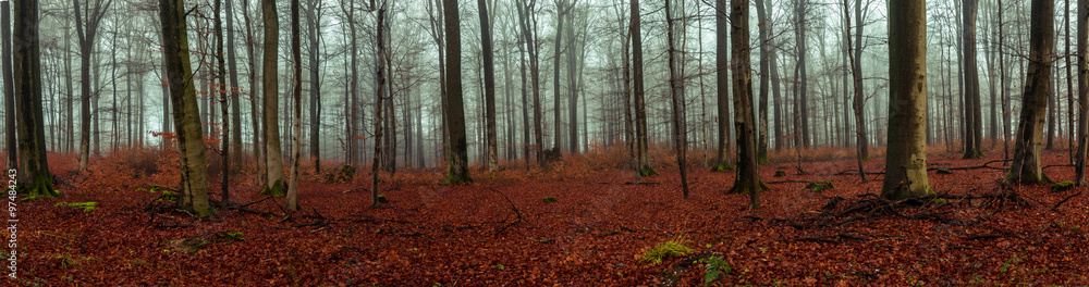 Fototapeta premium Wald Panorama mit Nebel