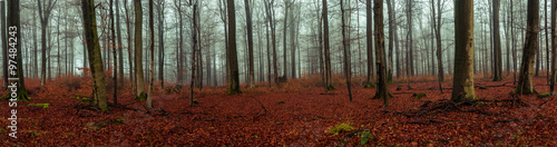 Wald Panorama mit Nebel #97484243