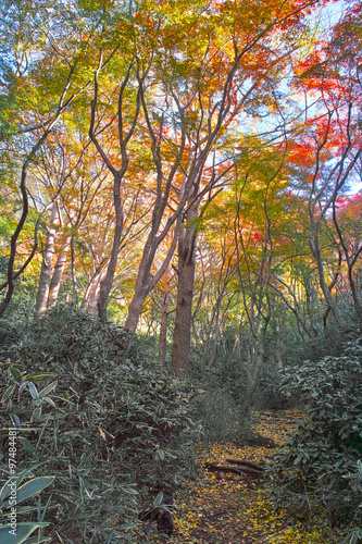 鎌倉の獅子舞渓谷の紅葉
