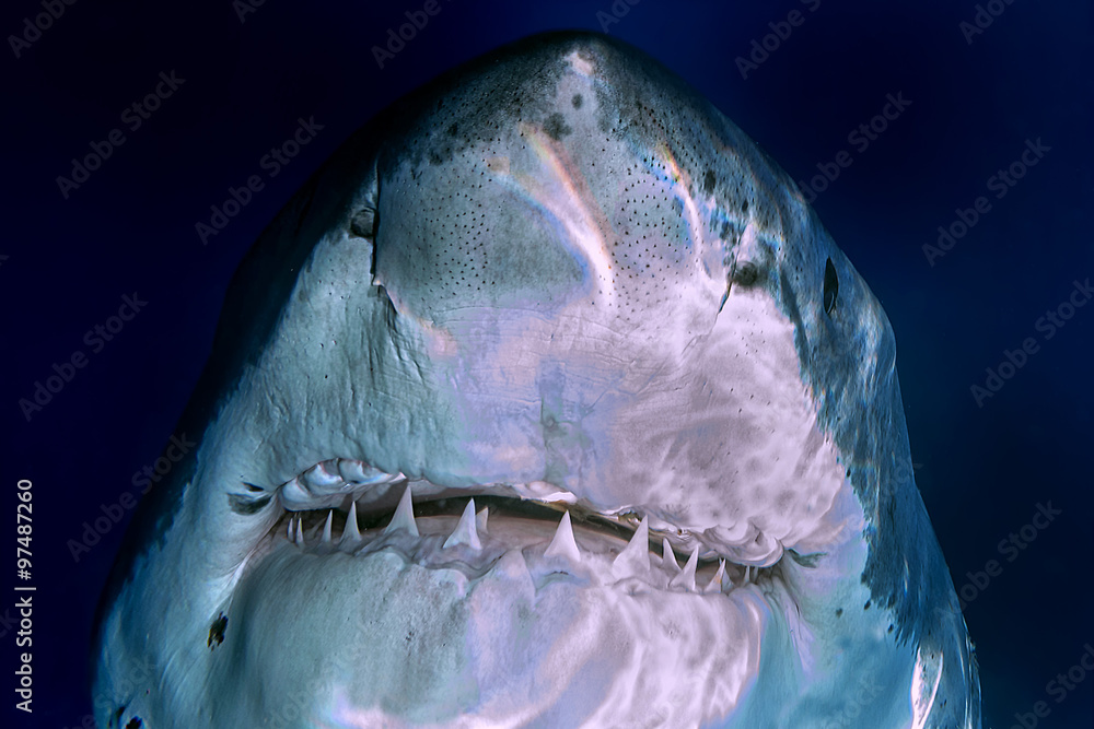 Fototapeta premium Great White shark ready to attack