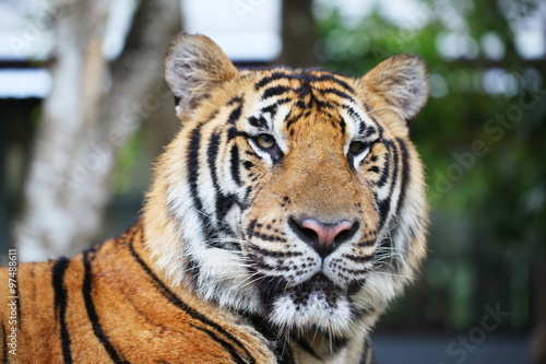 Fototapeta Naklejka Na Ścianę i Meble -  Portrait of Siberian tiger