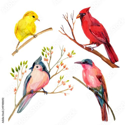 Watercolor bird set: red northen cardinal, tufted titmouse, yellow warbler and bee-eater photo