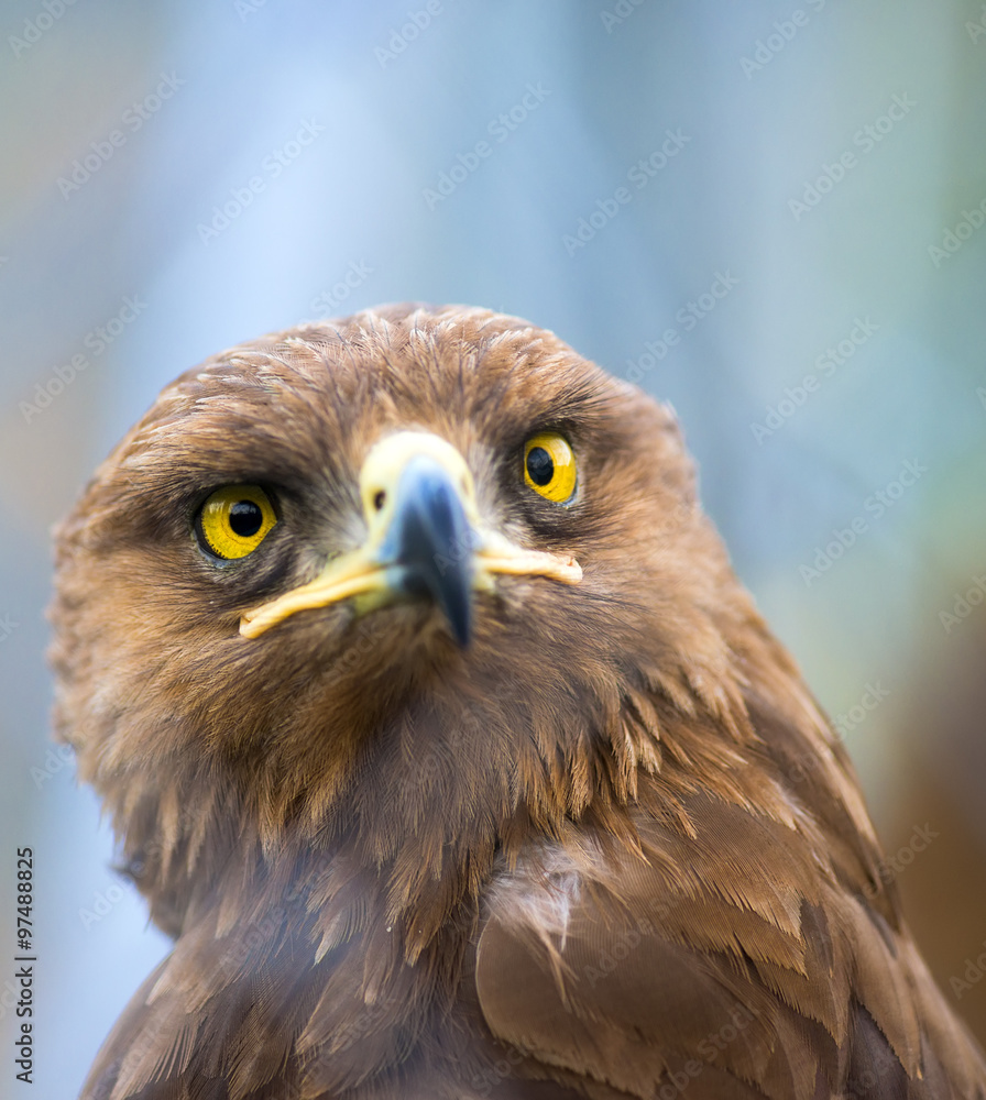 Obraz premium Birds of prey - Aquila pomarina - Lesser Spotted Eagle