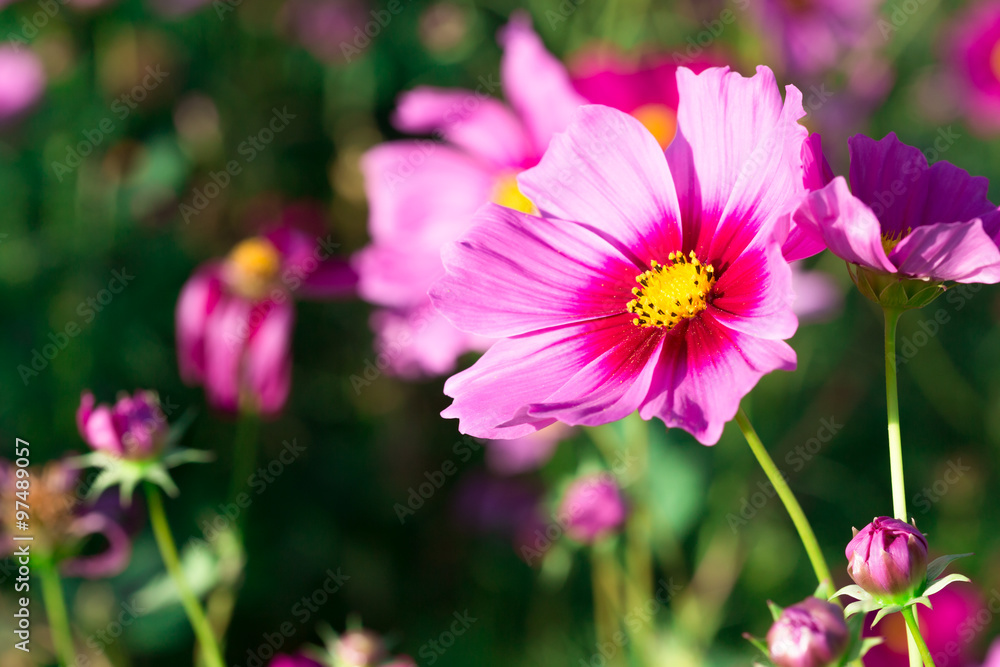 Close up front side blooming cosmos pink flower. Close up front side blooming cosmos pink flower.