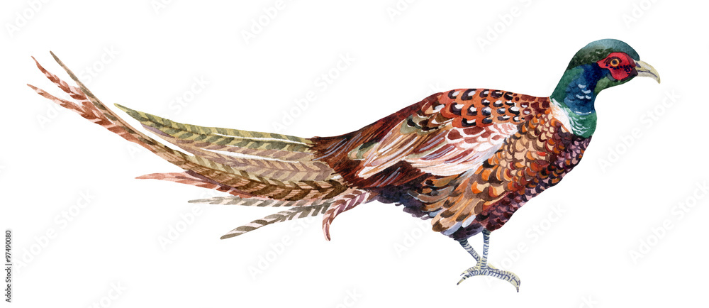 Foto Watercolor pheasant.