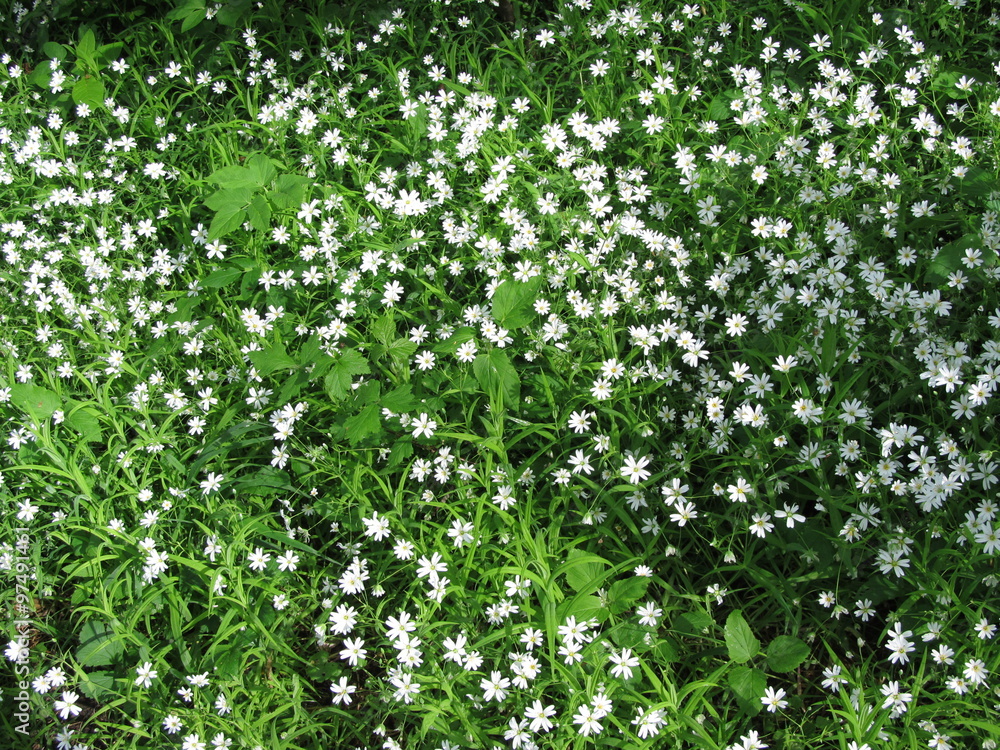 a lot of white flowers in spring