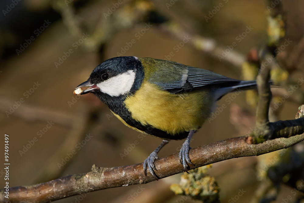 Fototapeta premium Great Tit (Parus major)
