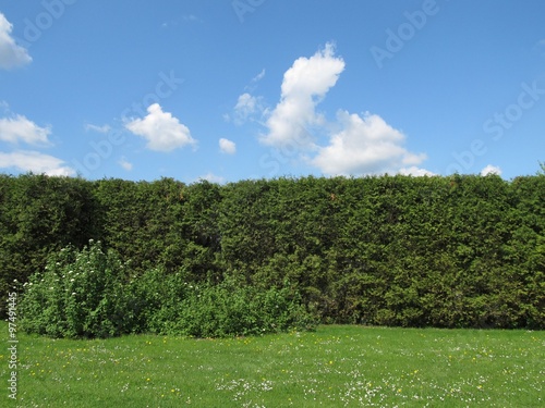 high green hedge and blue sky with white clouds