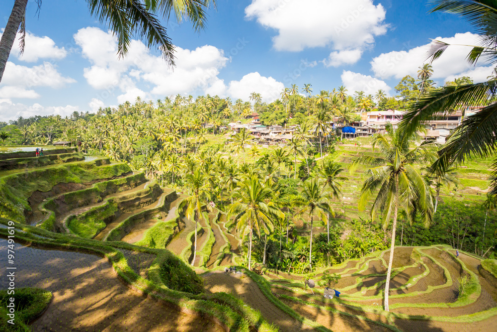 Obraz premium Rice Fields Near Ubud in Indonesia
