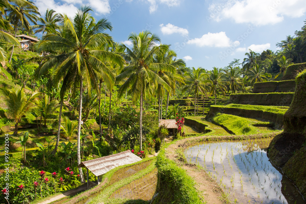 Rice Fields Near Ubud in Indonesia