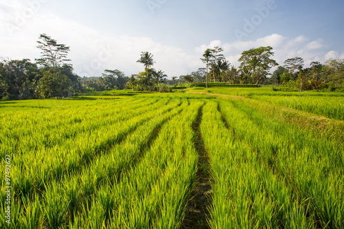 Rice Fields Near Ubud in Indonesia