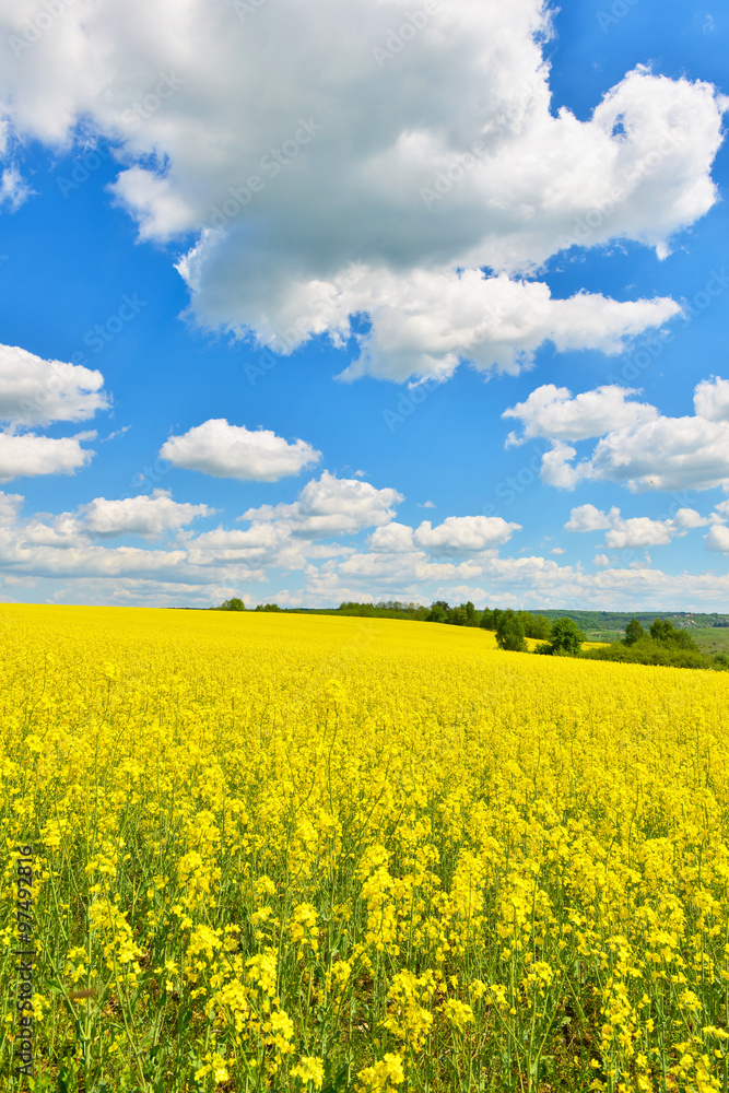 Rape field Rape field