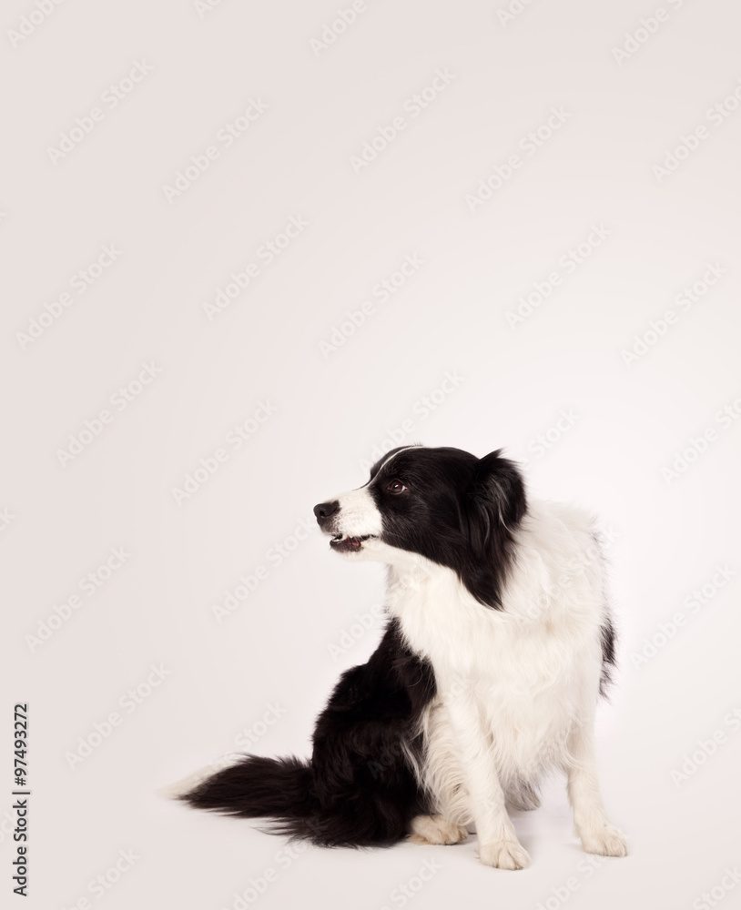 Cute border collie with copy space