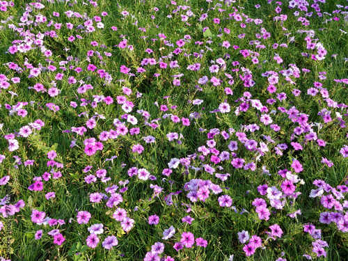 a field of pink flowerson the grass