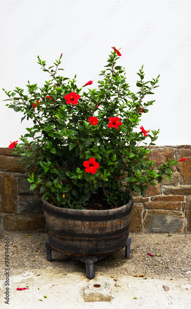  red flowers growing in a wooden tub