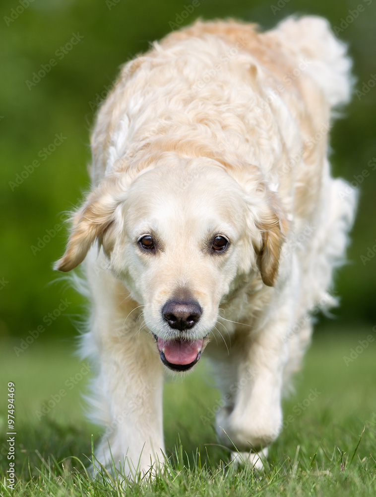 Golden Retriever dog outdoors in nature