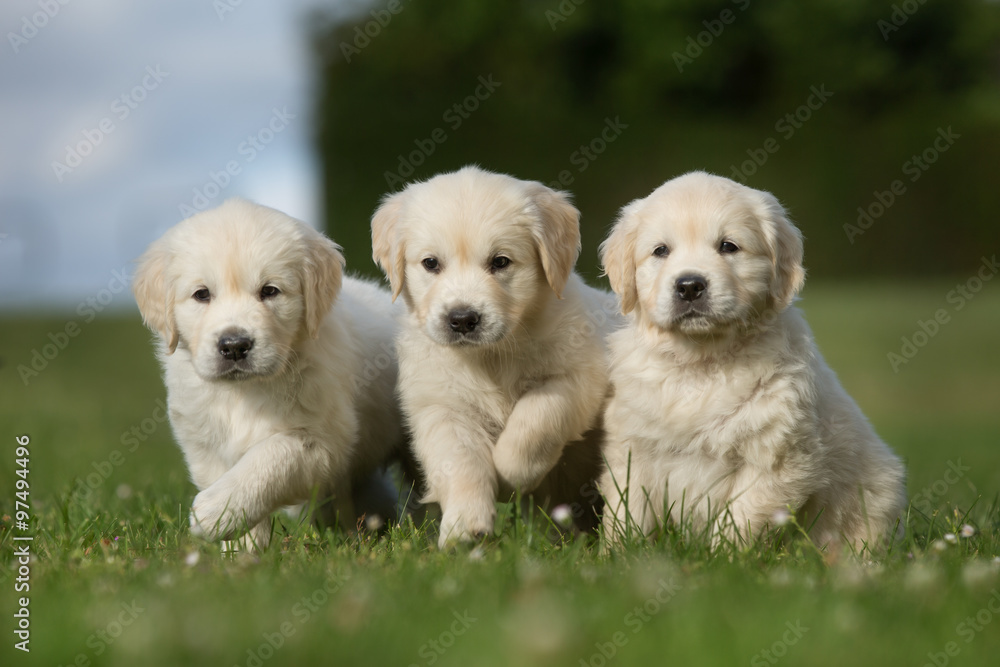 Three golden retriever puppies walking on grass lawn - obrazy, fototapety, plakaty 