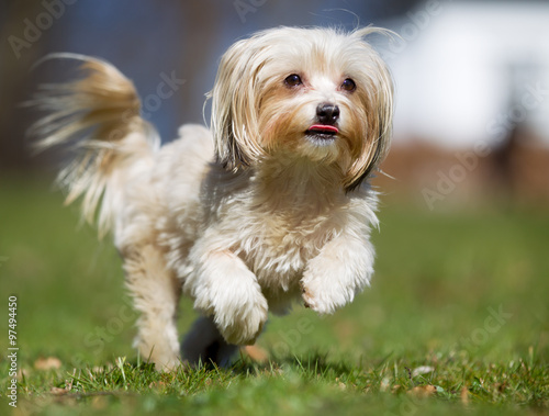 Εκτύπωση καμβά Dog running outdoors in nature