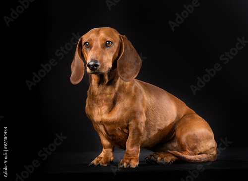 Shorthaired dachshund