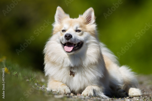 Happy and smiling Welsh Corgi dog