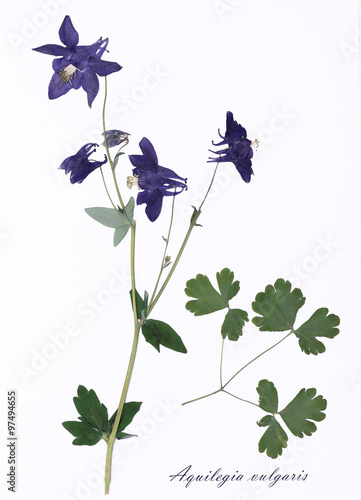 
Picture of dried flowers signed in Latin